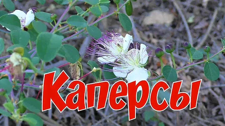 Каперсы. Прогулка с котом/ Capers